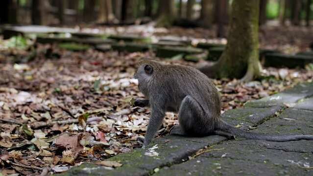 monkey walks through the forest