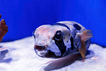 macro photography underwater pufferfish gray