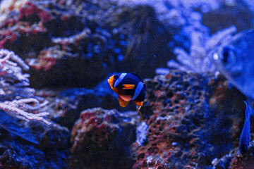 Fototapeta na wymiar macro photography underwater Amphiprion clarkii, Yellowtail clownfish
