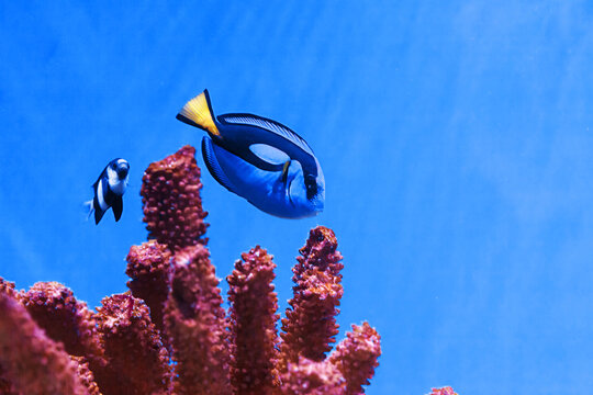 macro photography underwater paracanthurus hepatus