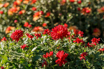 Obraz premium beautiful bushes of chrysanthemum flowers red colors