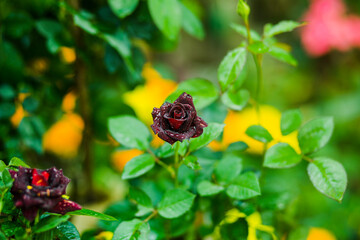 dark red rose in garden