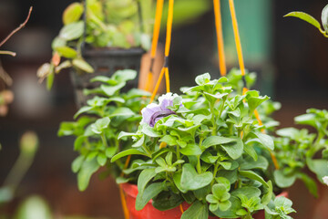 seedlings in a pot