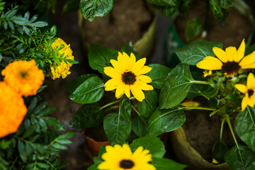 yellow flowers in the garden