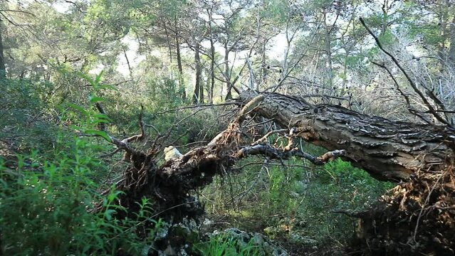 il bosco