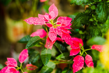 pink flowers in the garden
