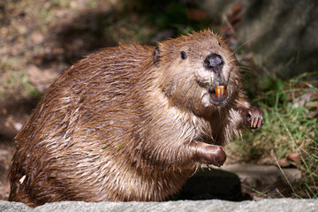 Beaver portrait