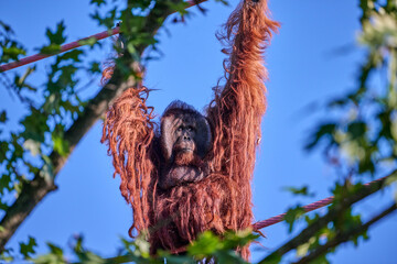 Orangutan climbing