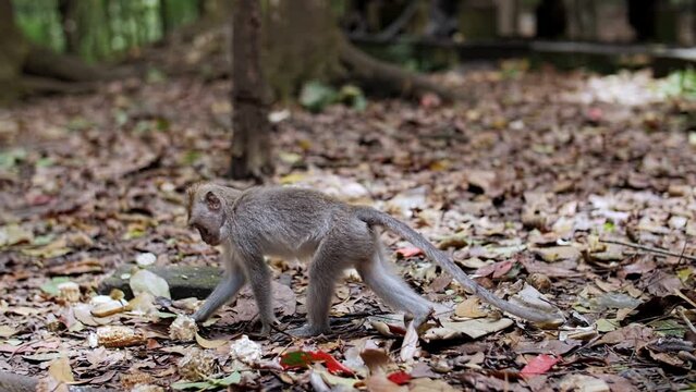 monkey walks through the forest