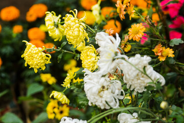 flowers in the garden