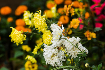 white and yellow flowers