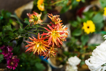 red and yellow flowers