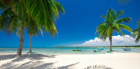 Palm and tropical beach