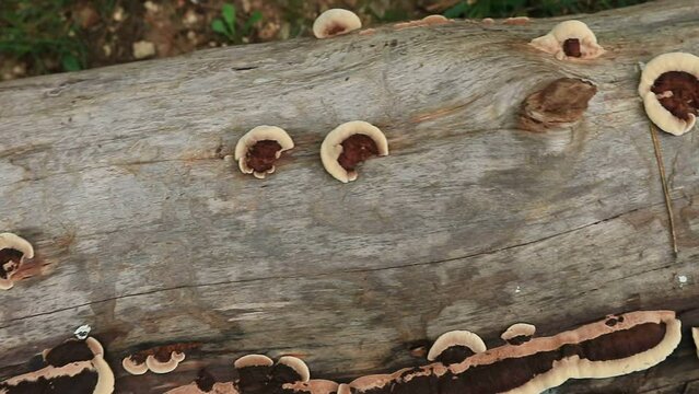 funghi su tronco secco