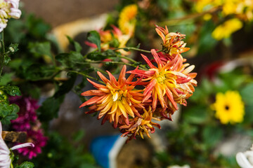 red and yellow flowers