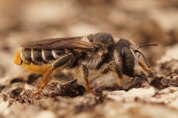 Closeup on a female Mediterranean golden-tailed woodborer, lithurgus chrysurus sitting on wood