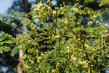 flowers on the tree