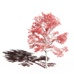 large tree with a shadow under it, isolated on a transparent background, 3D illustration, cg render