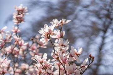 Blooming magnolia in spring against pastel bokeh blue sky and pink background, wide composition.