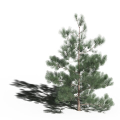 large tree with a shadow under it, isolated on a transparent background, 3D illustration, cg render