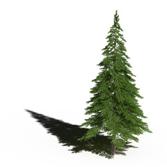 large tree with a shadow under it, isolated on a transparent background, 3D illustration, cg render