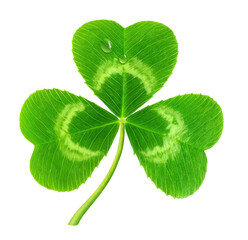 Three-leaf clover leaf cut out