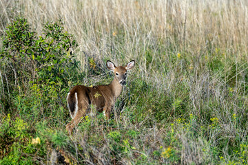 deer in the grass