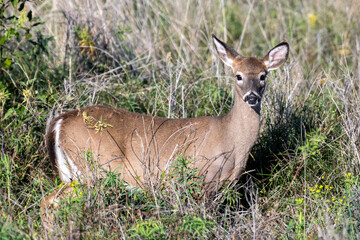 deer in the grass