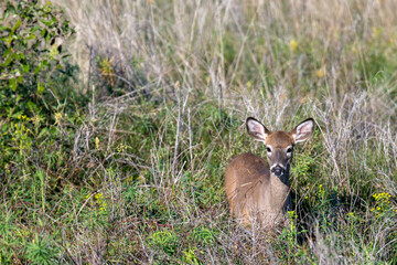 deer in the grass