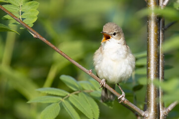 Blyth’s Reed Warbler