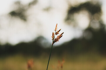Leaves in the wind
