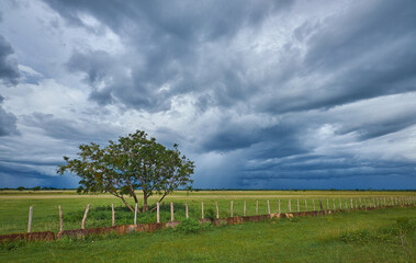 tree in the field