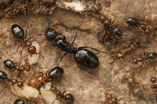 Closeup on a wingless female of the Mediterranean Camponotus lateralis arboreal ant with workers and eggs