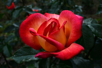 Beautiful view of red-orange rose open bud in the garden. Isolated flower for women on Valentine's Day. Red petals