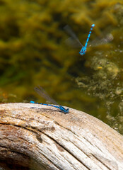 Blue Dragonflies in the air flying above a small reflecting pond in Cedar Breaks National Monument