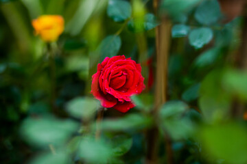 red rose in garden