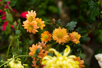 yellow and red flowers