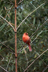 Northern Cardinal in bamboo
