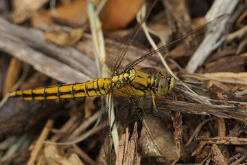 Macro shot of an adult yellow female keeled skimmer dragonfly, Orthetrum coerulescens posed on the ground