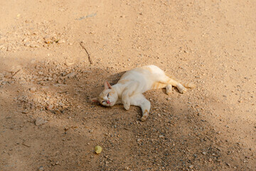 Fototapeta premium Orange cat playing on gravel road