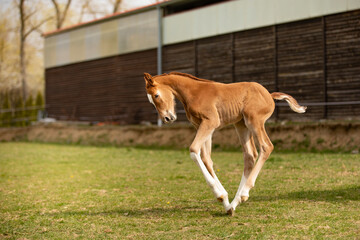 Naklejka na ściany i meble Three days old foal first time on green grass, having fun on meadow, horse farm scene