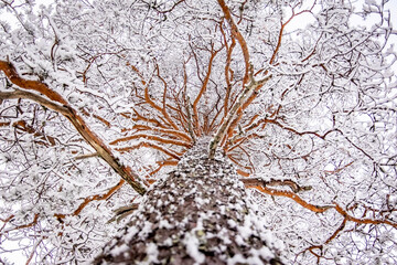 snow on tree