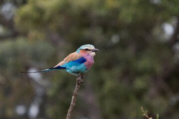 Colourful bird
Lilac-Breasted Roller