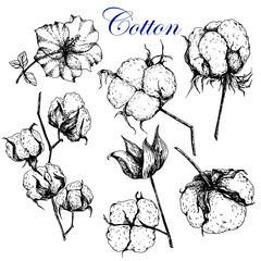 Cotton. Black and white sketch.Isolated on white. Vector. Hand drawing.Engraving. Plant branch with bud and leaves.Ripe bud.For labels,cotton product design