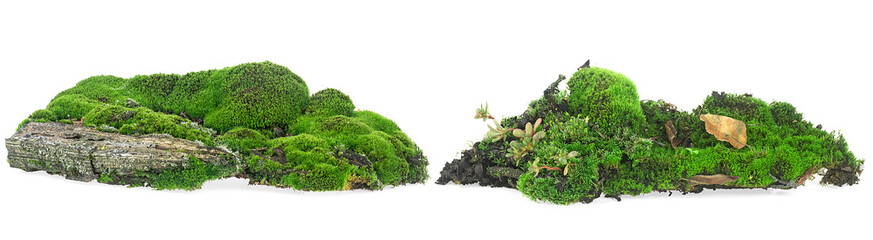 Green moss hill collection isolated on a white background