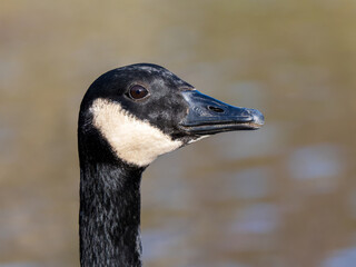 Canada Goose Head