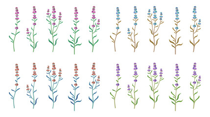 Colorful lavender flowers vector illustrations set. Collection of cartoon drawings of wildflowers or field flowers isolated on white background. Spring, plants, decoration, botany concept