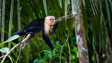 cute wild capuchin monkey jumping on palm trees in manuel antonio national park, Costa Rica, near...