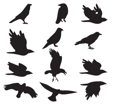 collection of birds