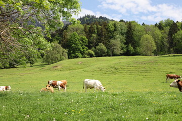 Obraz premium View on a valley in the department of Haute-Savoie